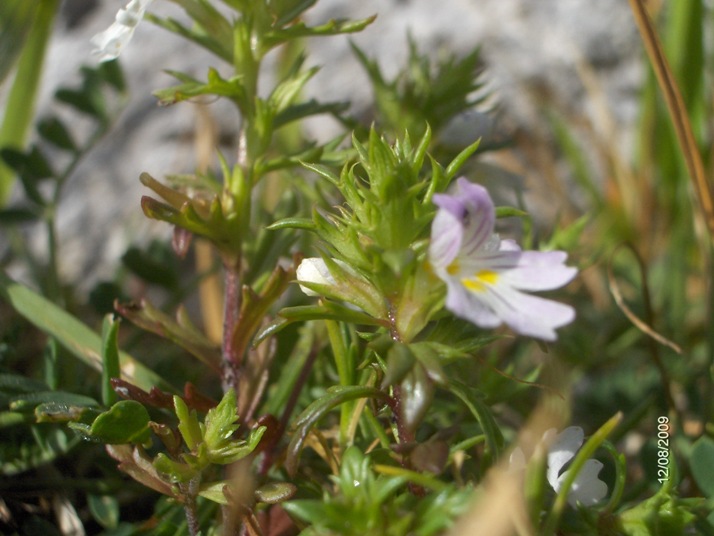 Euphrasia liburnica?